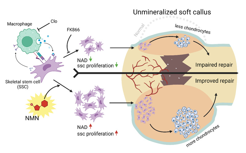 生命学院张翼锋组与合作者发现烟酰胺单核磷酸在骨折修复中的作用