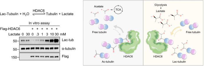 生命学院李磊课题组发现HDAC6具有乳酰基转移酶的新功能